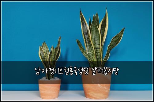남자정기보험흥국생명 살펴봅시당