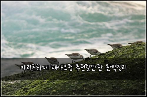 ๋ฉ๋ฆฌ์ธ ํ์ฌ ํ์๋ณดํ ์ถ์ฒํ ๋งํ ์๋ฒฝ์ ๋ฆฌ