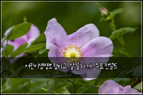 어린이생명보험비교 알뜰하게 무료컨설트