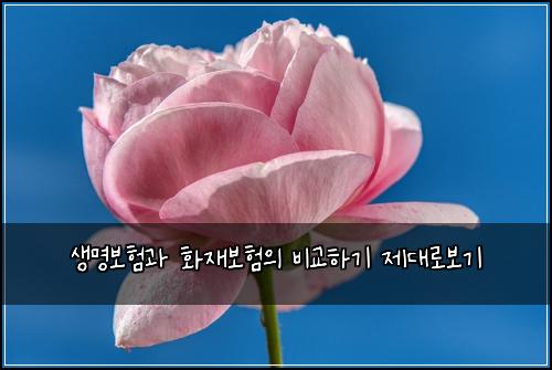 생명보험과 화재보험의 비교하기 제대로보기