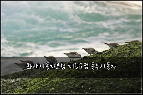 화재자동차보험 체킹요점  동부자동차