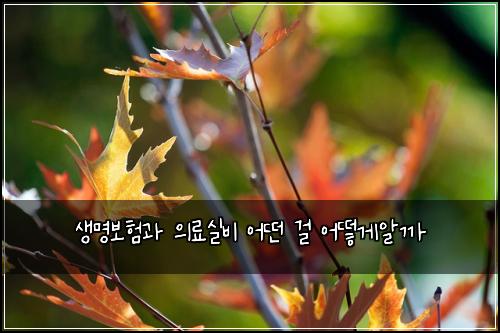 생명보험과 의료실비 어떤 걸 어떻게알까