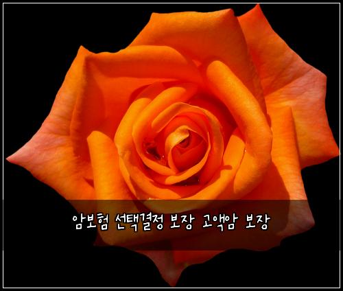 암보험 선택결정  보장 고액암 보장