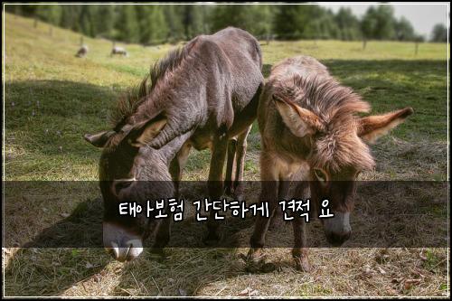 태아보험 간단하게  견적 요