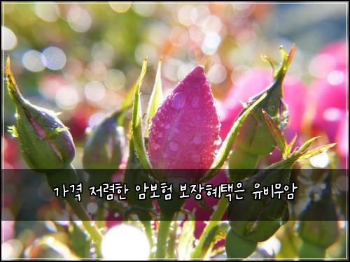 가격 저렴한 암보험 보장혜택은  유비무암