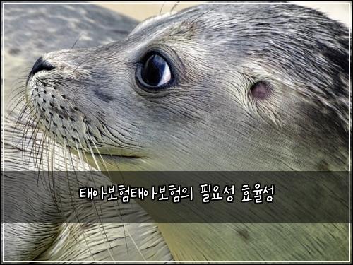 태아보험태아보험의 필요성 효율성