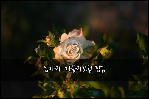 ์๋ง์ฐจ ์๋์ฐจ๋ณดํ ์ ๊ฒ