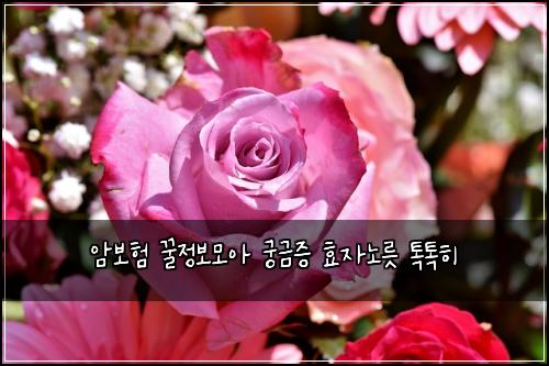 ์๋ณดํ ๊ฟ์ ๋ณด๋ชจ์ ๊ถ๊ธ์ฆ ํจ์๋
ธ๋ฆ ํกํกํ