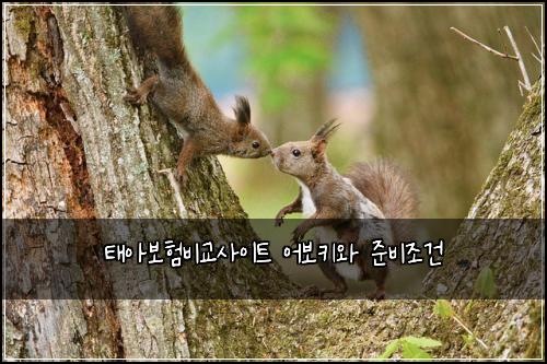 ํ์๋ณดํ๋น๊ต์ฌ์ดํธ ์ด๋ณดํค์ ์ค๋น์กฐ๊ฑด