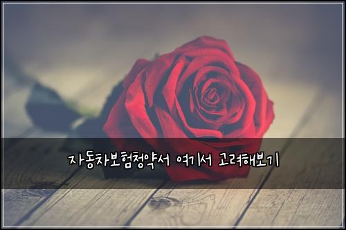์๋์ฐจ๋ณดํ์ฒญ์ฝ์ ์ฌ๊ธฐ์ ๊ณ ๋ คํด๋ณด๊ธฐ