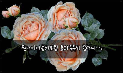 ์๋ฐ์ด์๋์ฐจ๋ณดํ ํจ๊ณผํกํกํ ์ข๋์ธ๊ฒ