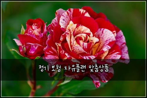 정기 보험 자유플랜  맞춤상품