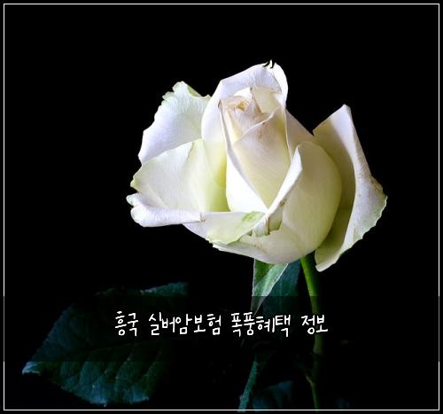 흥국 실버암보험 폭풍혜택  정보