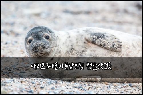 ๋งค๋ฆฌ์ธ 3๋์ฌ๋ฐ๋ฅธ์๋ณดํ ๊ด์ฐฎ์๋๊ณณ
