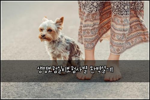 생명보험실비보험사별 완벽설계