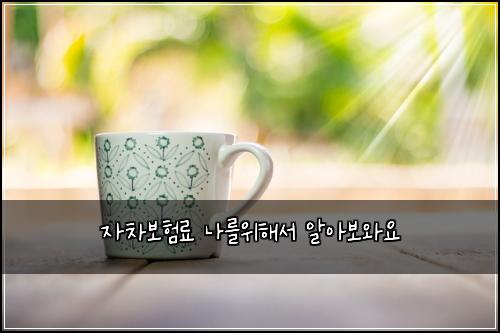 자차보험료 나를위해서 알아보와요
