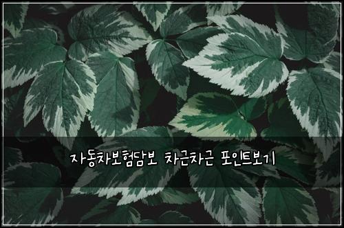 자동차보험담보 차근차근 포인트보기