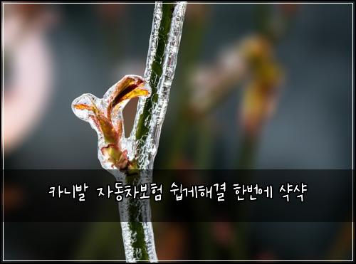 ์นด๋๋ฐ ์๋์ฐจ๋ณดํ ์ฝ๊ฒํด๊ฒฐ ํ๋ฒ์ ์ฅ์ฅ