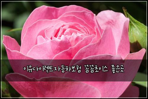 ์ด์ ๋ค์ด๋ ํธ์๋์ฐจ๋ณดํ ๊ผผ๊ผผ์ด์ด์ค ์ข์๊ณณ