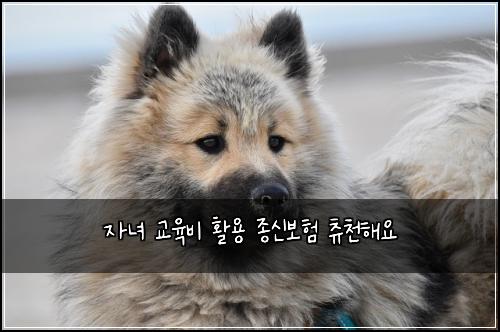자녀 교육비 활용 종신보험 츄천해요 