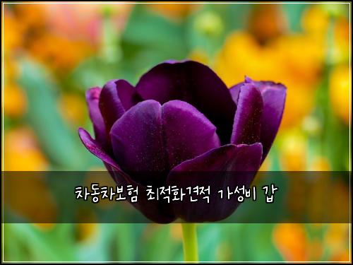 차동차보험 최적화견적  가성비 갑