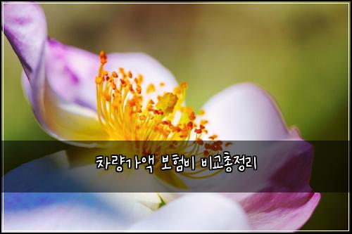 차량가액 보험비 비교총정리