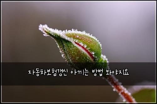 자동차보험갱신 아끼는 방법 봐야지요