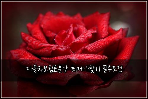 자동차보험료분납 최저가찾기 필수조건
