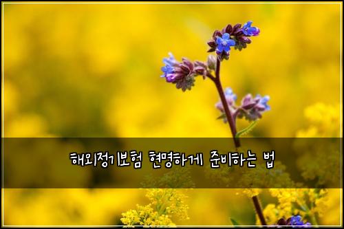 해외정기보험 현명하게 준비하는 법