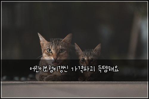 어린이보험비갱신 가격파괴 득템해요