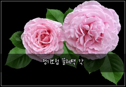 ์ ๊ธฐ๋ณดํ ๊ฟํํ ๊ฐ