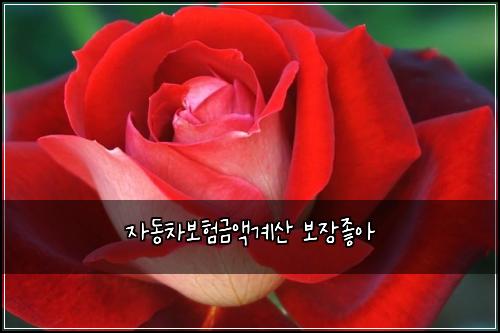 ์๋์ฐจ๋ณดํ๊ธ์ก๊ณ์ฐ ๋ณด์ฅ์ข์