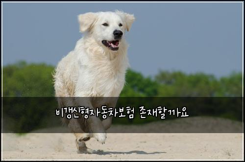 비갱신형자동차보험 존재할까요