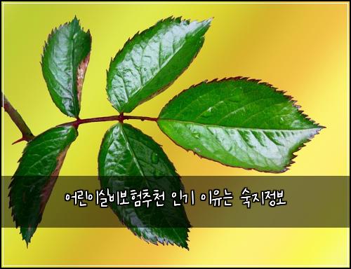 ์ด๋ฆฐ์ด์ค๋น๋ณดํ์ถ์ฒ ์ธ๊ธฐ ์ด์ ๋ ์์ง์ ๋ณด