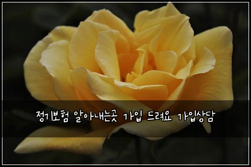 정기보험 알아내는곳  가입 드려요 가입상담