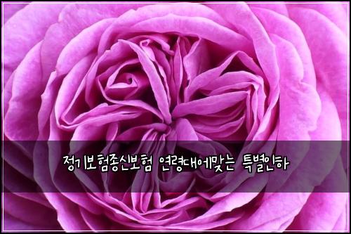 정기보험종신보험 연령대에맞는 특별인하