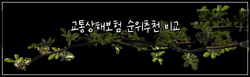 교통상해보험 순위추천  비교