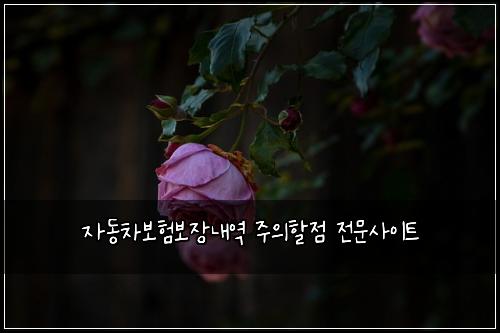 자동차보험보장내역 주의할점 전문사이트