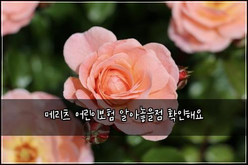 ๋ฉ๋ฆฌ์ธ ์ด๋ฆฐ์ด๋ณดํ ์์๋์์ ํ์ธํด์