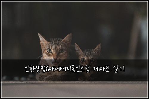 신한생명6대서테지종신보험 제대로 알기