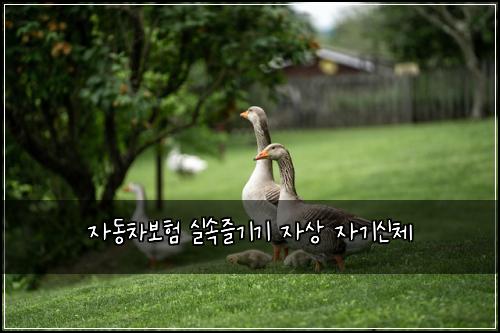 ์๋์ฐจ๋ณดํ ์ค์์ฆ๊ธฐ๊ธฐ ์์ ์๊ธฐ์ ์ฒด