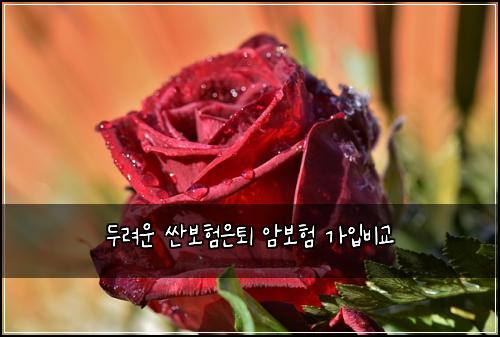 두려운 싼보험은퇴 암보험 가입비교