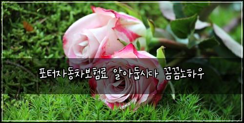 ํฌํฐ์๋์ฐจ๋ณดํ๋ฃ ์์๋ก์๋ค ๊ผผ๊ผผ๋
ธํ์ฐ