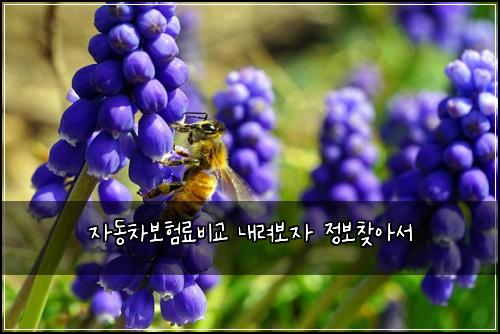 자동차보험료비교 내려보자 정보찾아서