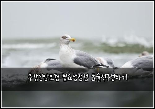 무갱신암보험 필요성점검  효율적구성하기