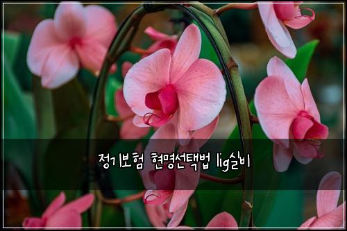 정기보험 현명선택법  lig실비