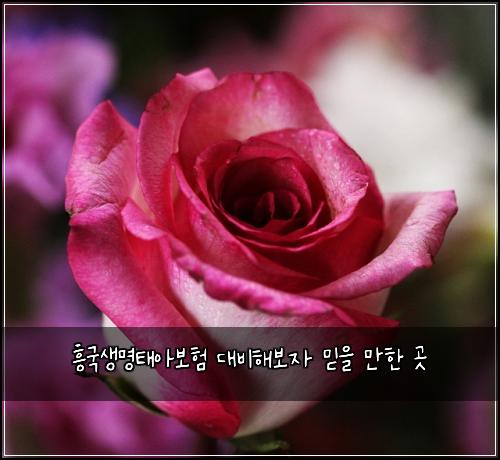 ํฅ๊ตญ์๋ช
ํ์๋ณดํ ๋๋นํด๋ณด์ ๋ฏฟ์ ๋งํ ๊ณณ