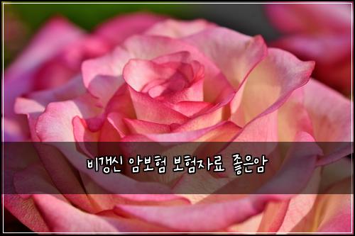 ๋น๊ฐฑ์ ์๋ณดํ ๋ณดํ์๋ฃ ์ข์์