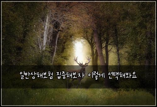 일반상해보험 집중해보자  이렇게 선택해봐요