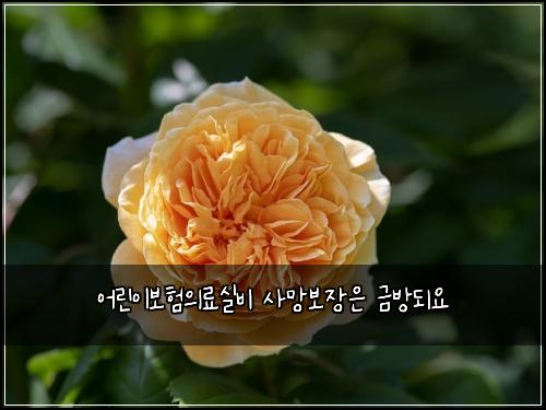 어린이보험의료실비 사망보장은 금방되요